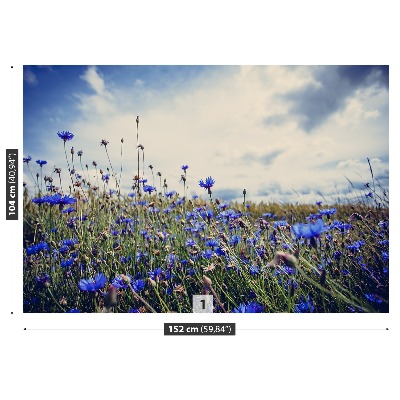 Bildtapete Cornflowers