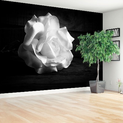 Bildtapete Weiße rose