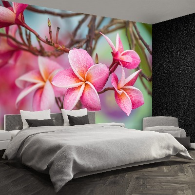 Bildtapete Rosa frangipani