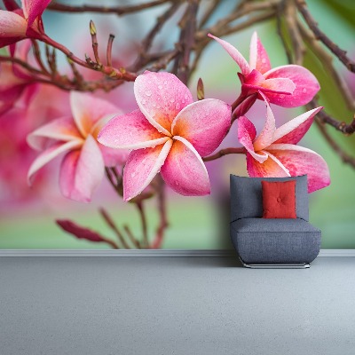 Bildtapete Rosa frangipani