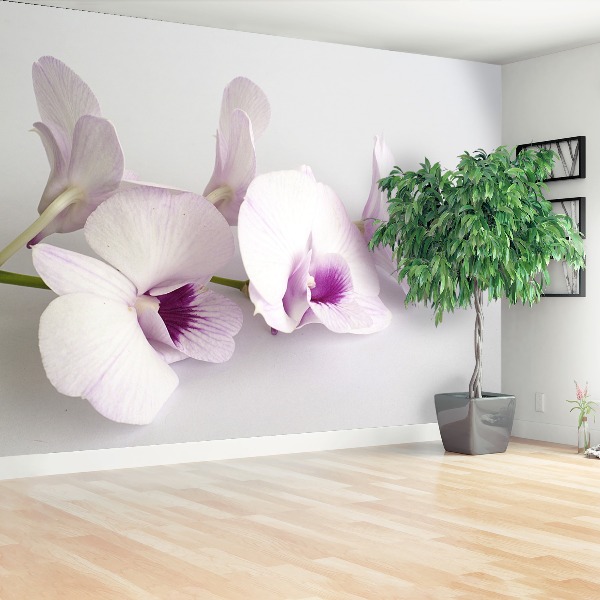 Bildtapete Weiße orchideen