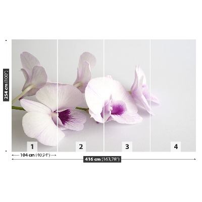 Bildtapete Weiße orchideen