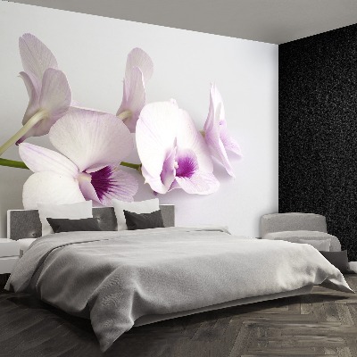 Bildtapete Weiße orchideen