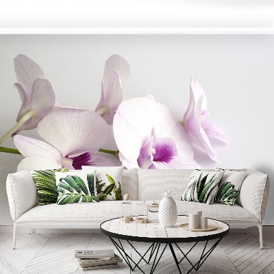 Bildtapete Weiße orchideen