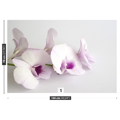 Bildtapete Weiße orchideen