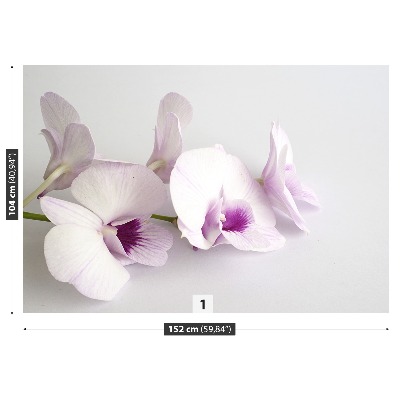 Bildtapete Weiße orchideen