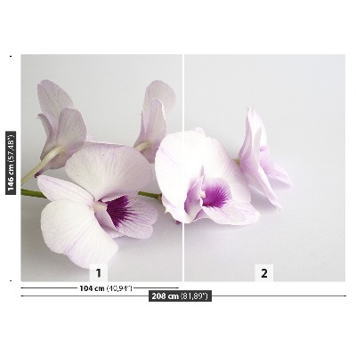 Bildtapete Weiße orchideen
