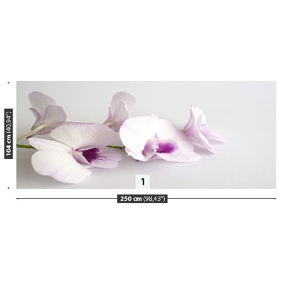 Bildtapete Weiße orchideen