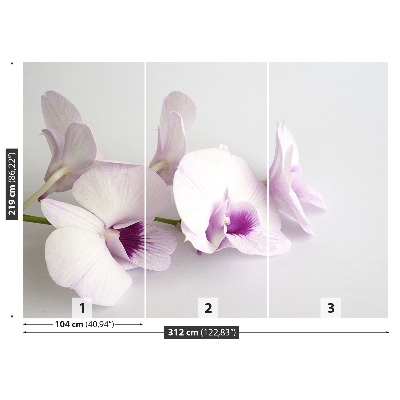 Bildtapete Weiße orchideen