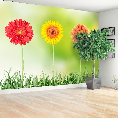 Bildtapete Gerbera
