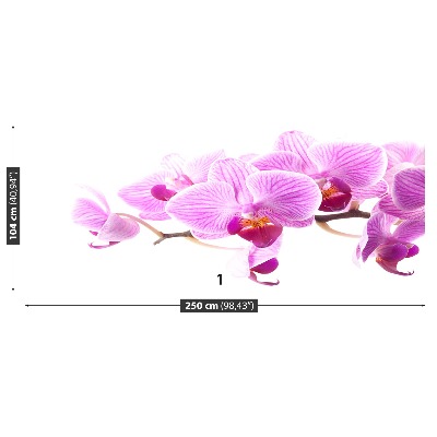 Bildtapete Rosa orchidee