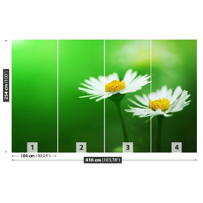 Bildtapete Weiße gänseblümchen