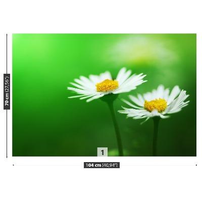 Bildtapete Weiße gänseblümchen