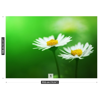 Bildtapete Weiße gänseblümchen