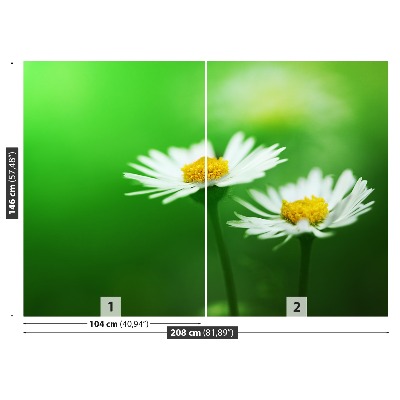 Bildtapete Weiße gänseblümchen