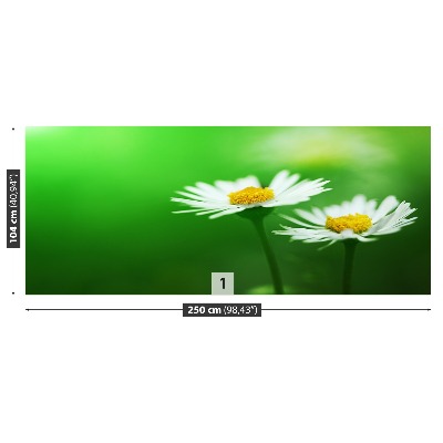 Bildtapete Weiße gänseblümchen