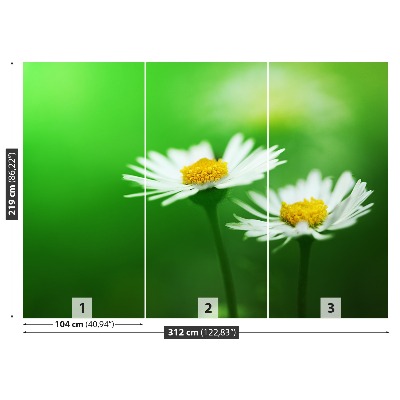 Bildtapete Weiße gänseblümchen