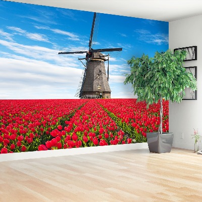 Fototapete Tulpen windmühle