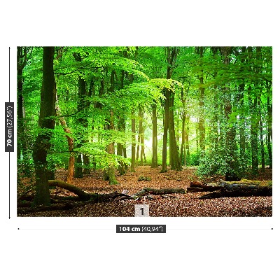 Fototapete Frühlingswald