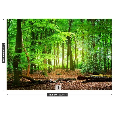 Fototapete Frühlingswald