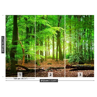 Fototapete Frühlingswald