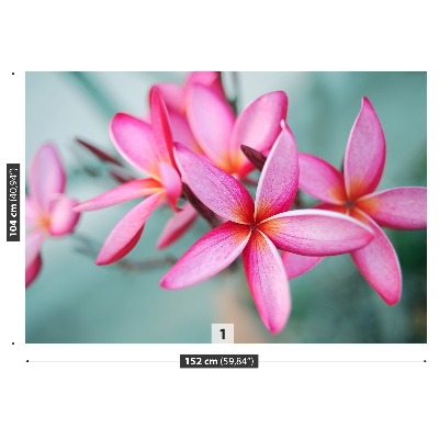 Bildtapete Rosa plumeria