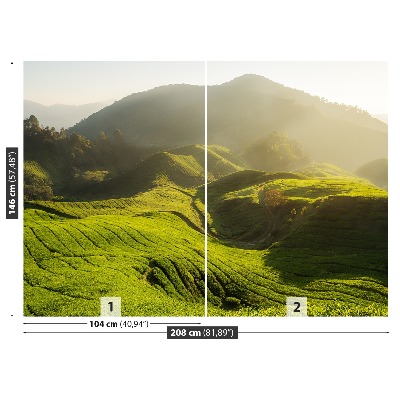 Fototapete Tee plantage