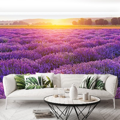 Fototapete Lavendelfeld