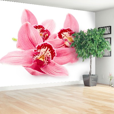 Bildtapete Rosa orchidee