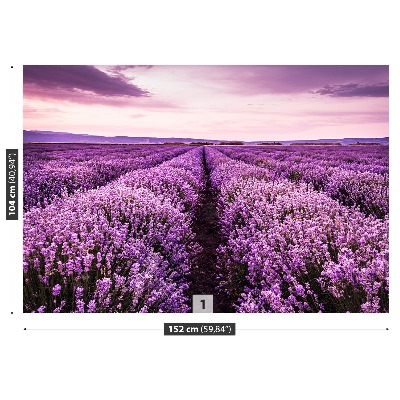 Wandtapete Blühender lavendel