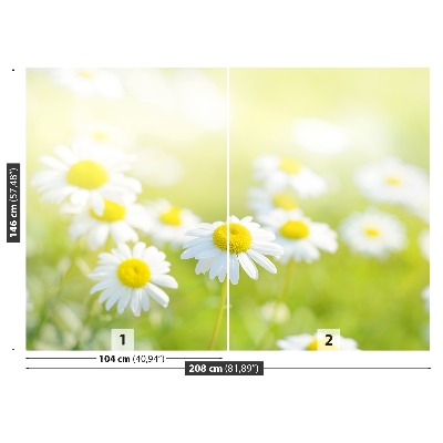 Motivtapete Gänseblümchen wiese