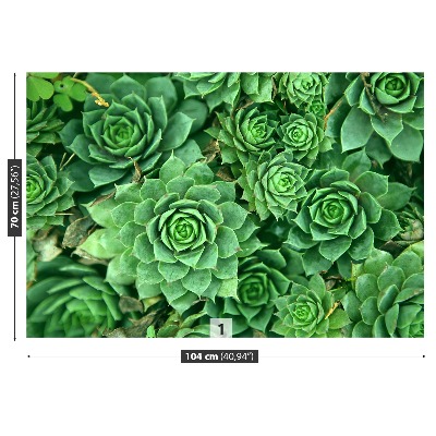 Motivtapete Sedum grün