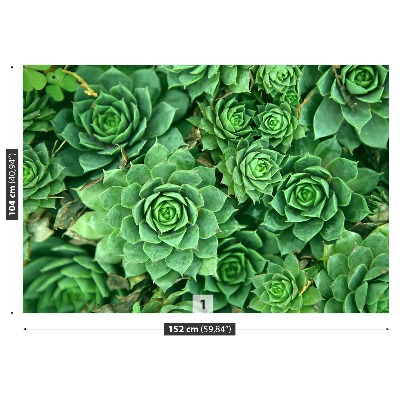 Motivtapete Sedum grün
