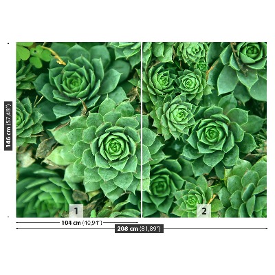 Motivtapete Sedum grün