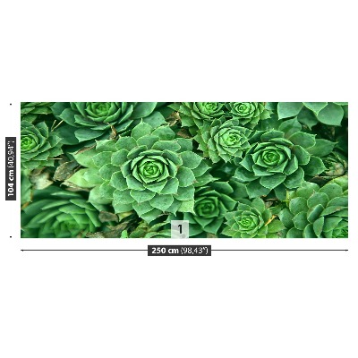 Motivtapete Sedum grün