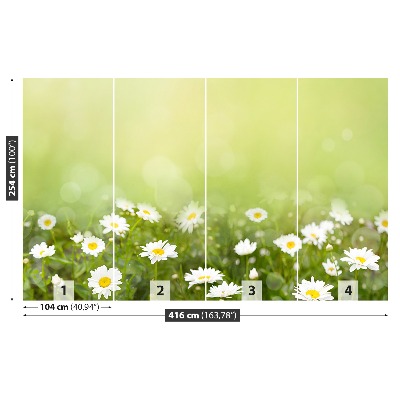 Wandtapete Gänseblümchen