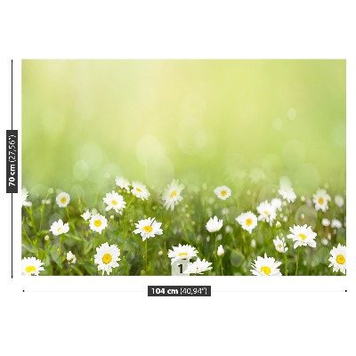 Wandtapete Gänseblümchen