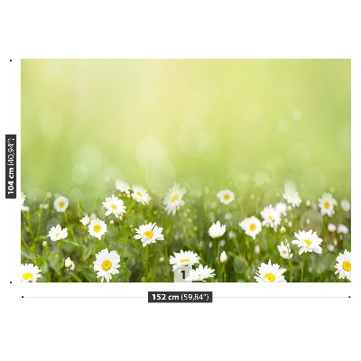 Wandtapete Gänseblümchen