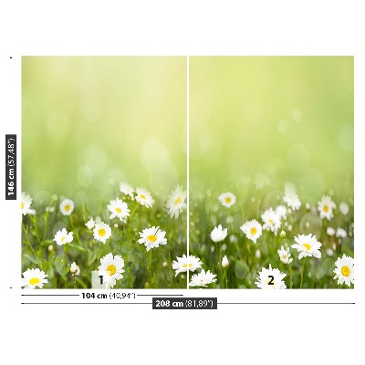 Wandtapete Gänseblümchen