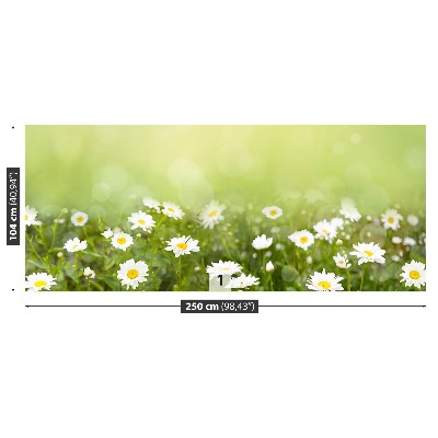 Wandtapete Gänseblümchen