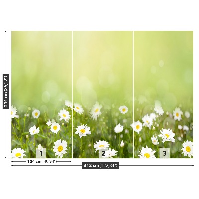 Wandtapete Gänseblümchen