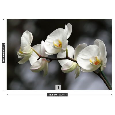 Motivtapete Weisse orchidee