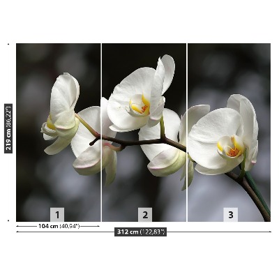Motivtapete Weisse orchidee
