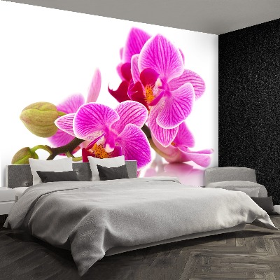 Motivtapete Orchideenblüten