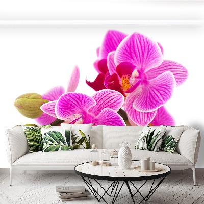 Motivtapete Orchideenblüten