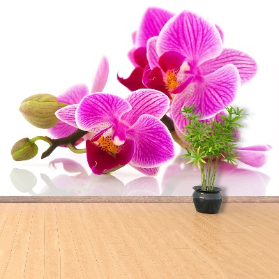Motivtapete Orchideenblüten