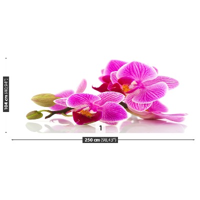 Motivtapete Orchideenblüten