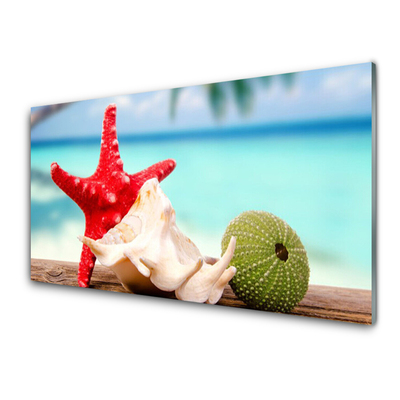 Acrylglasbilder Südsee Seestern Muscheln Kunst