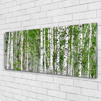 Acrylglasbilder Birken Wald Bäume Natur