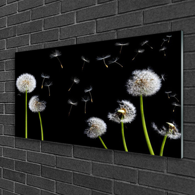 Acrylglasbilder Pusteblumen Pflanzen